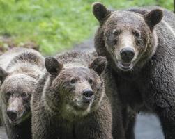 Braunbärenmama und zwei Jungen, Anan Creek, Alaska foto