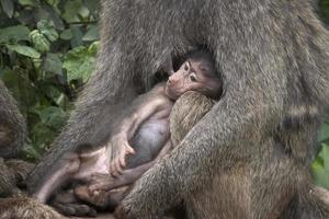 kuscheln babypavian foto