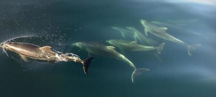 Delfinpod-Bowriding, Galapagos foto