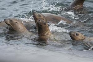 neugierige Steller Seelöwen, Alaska? foto