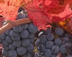 Weintrauben im Herbst foto