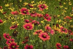 Indische Decke Wildblumen, Texas foto