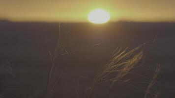 Gras im das Wind beim Sonnenaufgang. Sommer- Gras Wiese von angenehm Wind mit hell Sonnenlicht sonnig Frühling foto