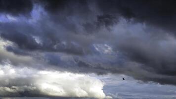 ein Vogel fliegend gegen stürmisch Wolken auf ein Sommer- Tag. Konzept. Unterseite Aussicht von schwer schön Wolken fließend im das Blau Himmel Vor das Sturm oder Regen. foto