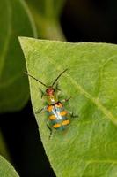 brasilianischer grüner Käfer foto