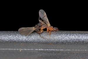 kleine ausgewachsene pilzwachsende Ameisenkopplung foto