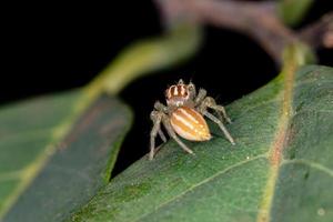 kleine springende Spinne foto