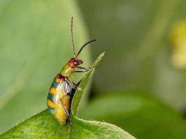 brasilianischer grüner Käfer foto