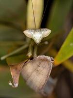 Brasilianische Grüne Mantis