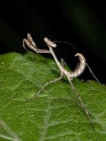 brasilianische kleine Mantis foto