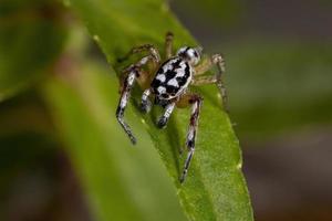 kleine springende Spinne foto