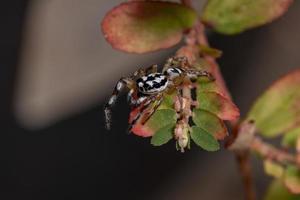 kleine springende Spinne foto