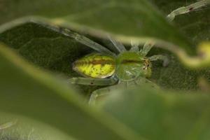 grüne Jägerspinne foto