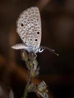 erwachsener hanno blauer schmetterling foto