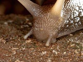 Afrikanische Riesenschnecke foto