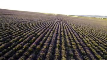 oben Aussicht von lila Reihen von Lavendel Feld. Schuss. schön Landschaft von Lavendel Feld. Landwirte Feld von duftend und nützlich Lavendel Gebüsch foto