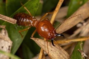erwachsene Kieferschnauze-Termite foto