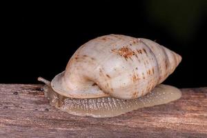 weiße Helicinan-Schnecke foto