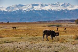 Stier Kalb Weiden lassen im Vorderseite von Berge sonnig Herbst Nachmittag foto