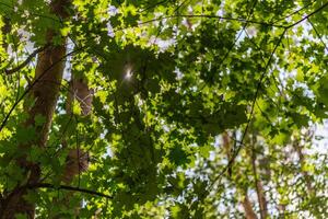 Ahornbaum im Wald an sonnigen Tagen mit selektivem Fokus und Bokeh-Unschärfe - Blick nach oben foto