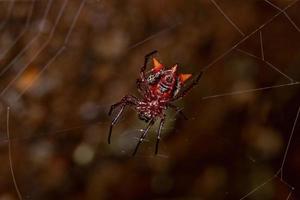 kleiner roter Orbweaver foto