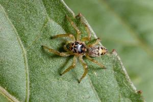 kleine springende Spinne foto