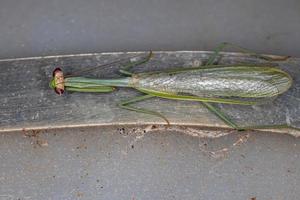 erwachsene männliche Mantis foto
