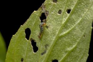 Raupe einer Cutworm Motte auf einem süßen Basilikum foto