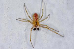 erwachsene männliche Spinnennetzspinne foto