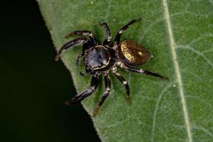 kleine springende Spinne foto