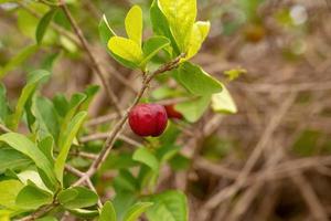 rote Acerola-Früchte foto