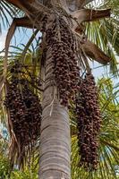 Früchte der Moriche-Palme foto