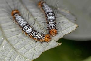 Raupe der weißen und orangefarbenen Cutworm Motte foto