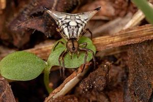 erwachsene weibliche Orbweaver-Spinne foto