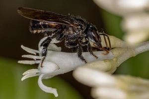 erwachsene stachellose Biene, die mit typischen Baumzikadennymphen interagiert foto