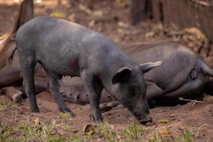 schwarzes Schwein gezüchtet foto