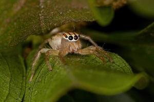 erwachsene weibliche Springspinne foto