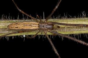 erwachsene Orbweaver-Spinne mit langem Kiefer foto