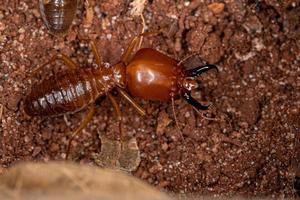 erwachsene Kieferschnauze-Termite foto