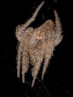 weiblicher erwachsener typischer orbweaver foto