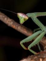Grüne Mantis subadult foto