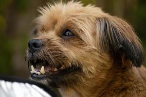 Haushund Gesicht foto