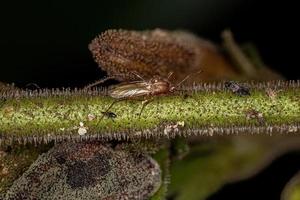 erwachsener Pentatomomorph-Bug foto