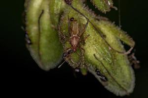 erwachsener Pentatomomorph-Bug foto