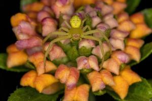 kleine Krabbenspinne foto