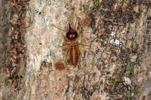 erwachsener Soldat nasute Termite foto