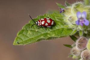 erwachsener Flohkäfer foto