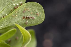 braune Zitrusblattläuse, die eine gewöhnliche Portulakpflanze fressen foto
