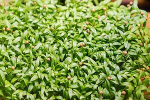 organisch roh Grün Lebensmittel. anders Typen von mikrogrün Sprossen. Microgreens wachsend. foto