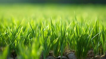 ai generiert jung Gras Pflanzen wachsend im Sonnenlicht foto